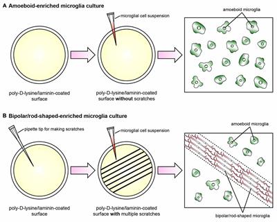 Recent Advances in the Study of Bipolar/Rod-Shaped Microglia and their Roles in Neurodegeneration